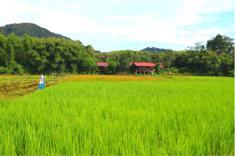 Pic เกาะยาวน้อย 11 01
